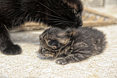 Pet Stain Removal